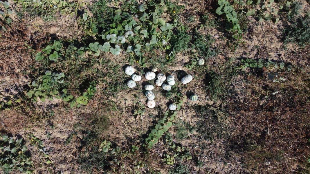 Tadı kestaneye benziyor. Bir tanesi 25 kilo bile gelebiliyor. 1 yıl bozulmadan saklanabiliyor 6